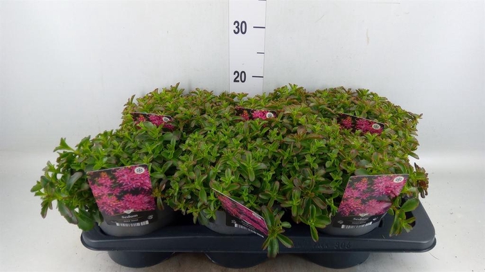 <h4>Sedum spurium 'Spot on deep Rose'</h4>