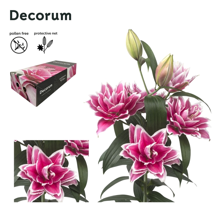 <h4>LI ROSELILY SAMANTHA 4+ XL Decorum Box</h4>