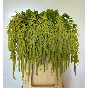Amar Ca Green Cord