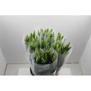 Tu Fr En Maureen Extra