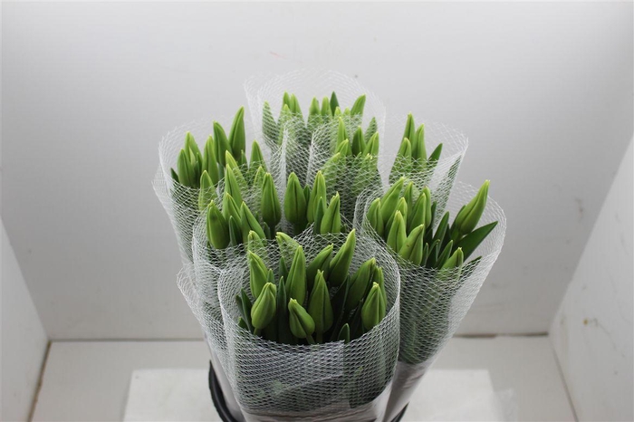 <h4>Tu Fr En Maureen Extra</h4>