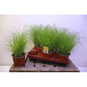 arr8 Cyper Alt Zumula