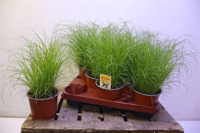 <h4>arr8 Cyper Alt Zumula</h4>