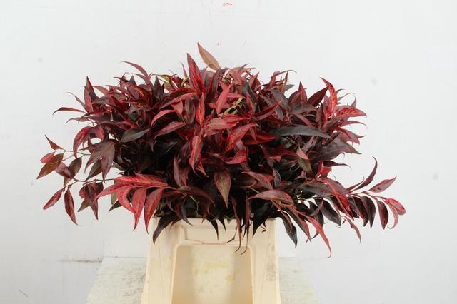<h4>LEUCOTHOE ROOD KLEURBEHANDELD 050CM</h4>
