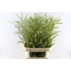 Grevilea Ivanhoe Groen