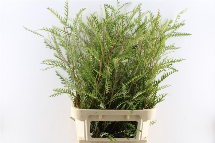 <h4>Grevilea Ivanhoe Groen</h4>