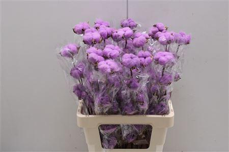 <h4>Katoen Milka</h4>