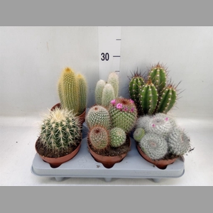 Cactus   ...mix