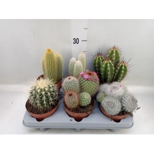 Cactus   ...mix