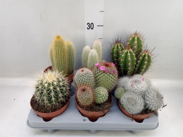 <h4>Cactus   ...mix</h4>