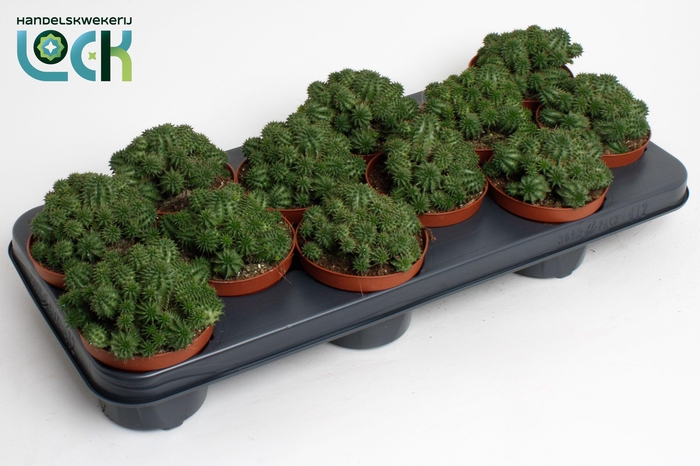 <h4>Euphorbia Suzannae</h4>