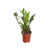 ZAMIOCULCAS P09