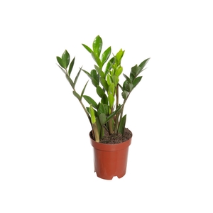 ZAMIOCULCAS P09
