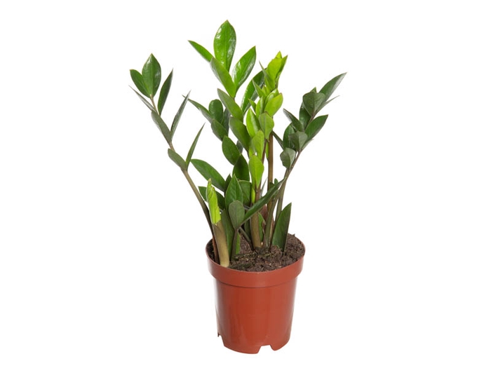<h4>ZAMIOCULCAS P09</h4>