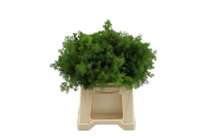 <h4>Asparagus Umbellatus 40</h4>