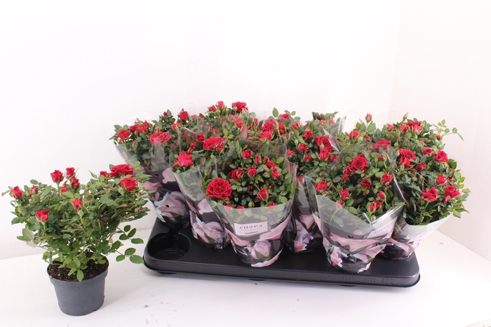 <h4>RO VICTORY OV</h4>