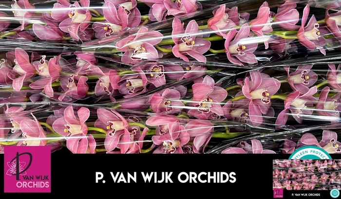 <h4>CYMB GR SUMMER GEYSER CANDY</h4>