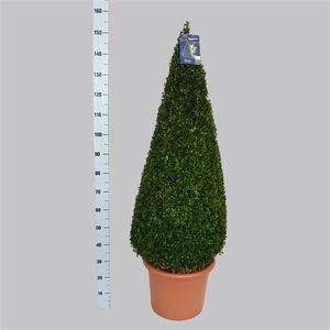 Buxus Sempervirens Pyramide  120-130 40/TC24