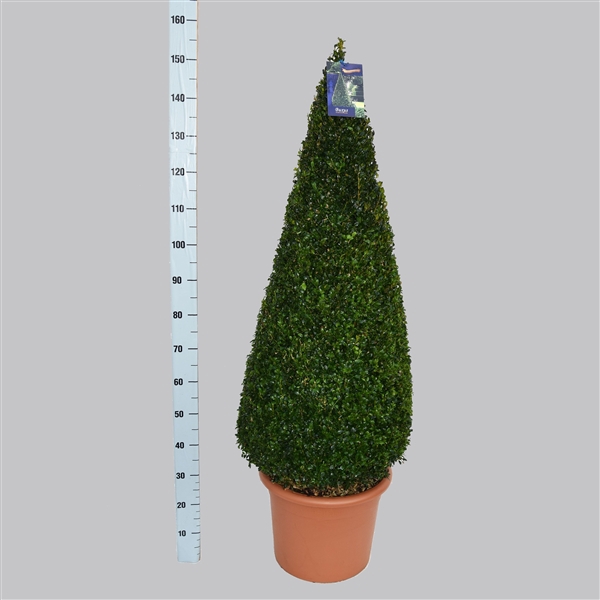 <h4>Buxus Sempervirens Pyramide  120-130 40/TC24</h4>