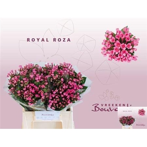 Bouvardia En Royal Roza Hotpink