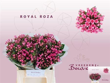 <h4>Bouvardia En Royal Roza Hotpink</h4>