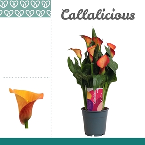 Zantedeschia Oranje