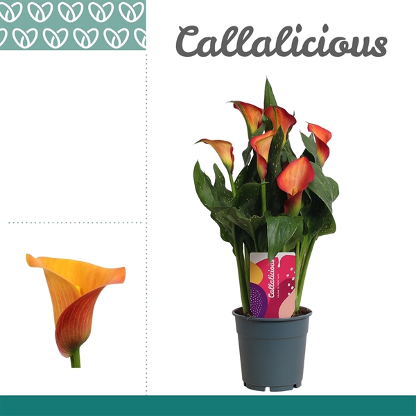 <h4>Zantedeschia Oranje</h4>