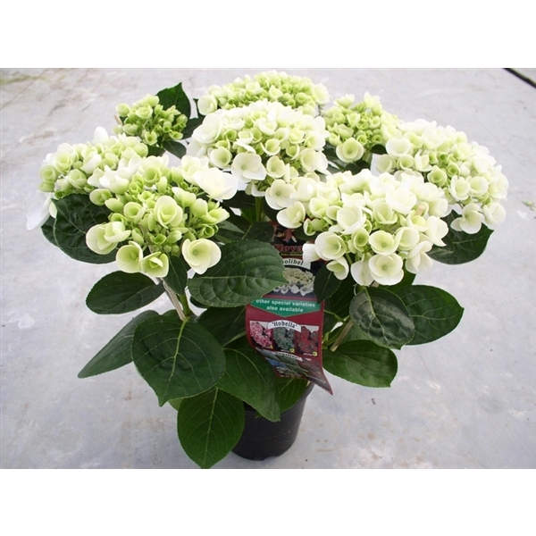 <h4>Hydrangea Hovaria Holibel</h4>