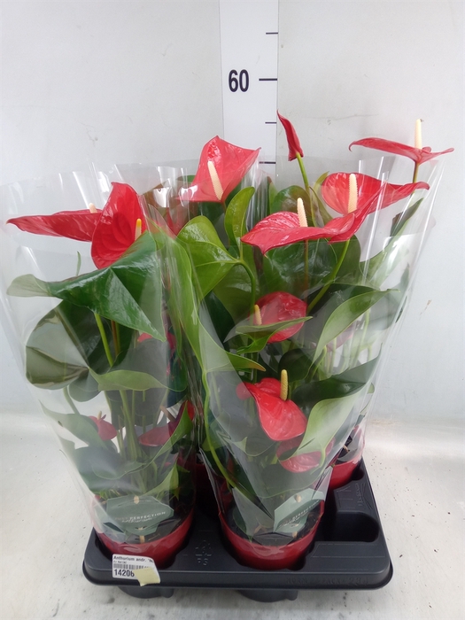 <h4>Anthurium andr. 'Minnesota'</h4>