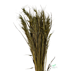 DRIED FLOWERS - AVENA WILD HAVER OLIVEGREEN 100GR