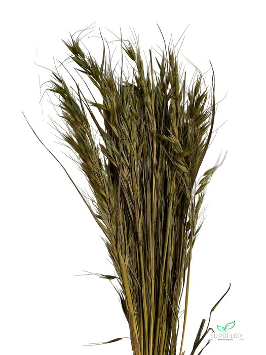 DRIED FLOWERS - AVENA WILD HAVER OLIVEGREEN 100GR