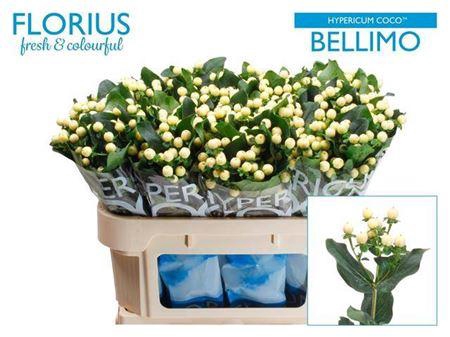 <h4>Hyp Coco Bellimo 70cm</h4>