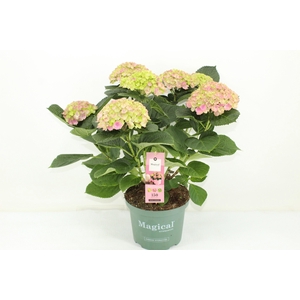 Magical Amethyst Roze