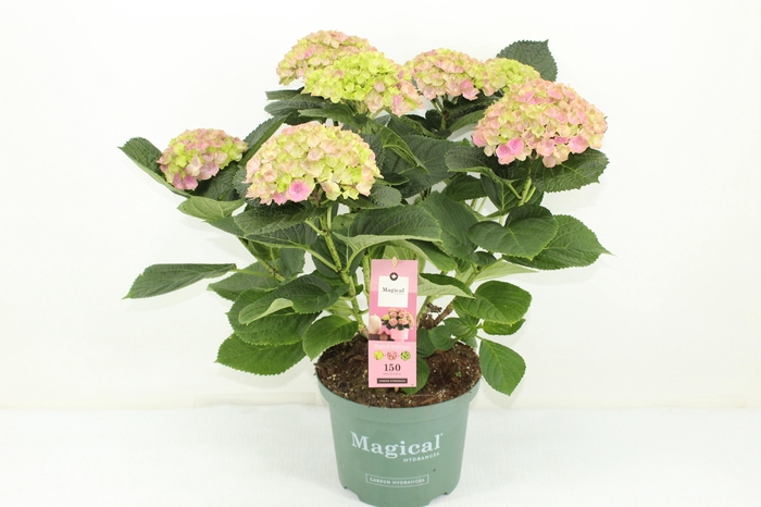 <h4>Magical Amethyst Roze</h4>