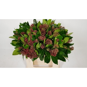 SKIM J RUBELLA BS 30 CM