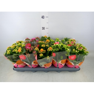 Kalanchoe blos.   ..rosebud rs fl x