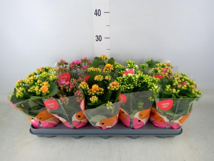 <h4>Kalanchoe blos.   ..rosebud rs fl x</h4>