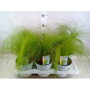 Stipa tenuissima 'ColGra Pony Tail'