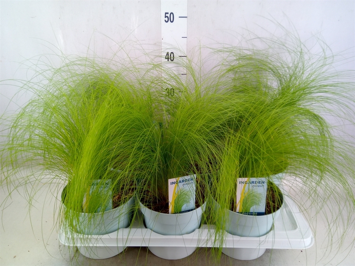 <h4>Stipa tenuissima 'ColGra Pony Tail'</h4>