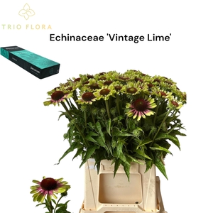 ECHINA OV VINTAGE LIME Small Box 30