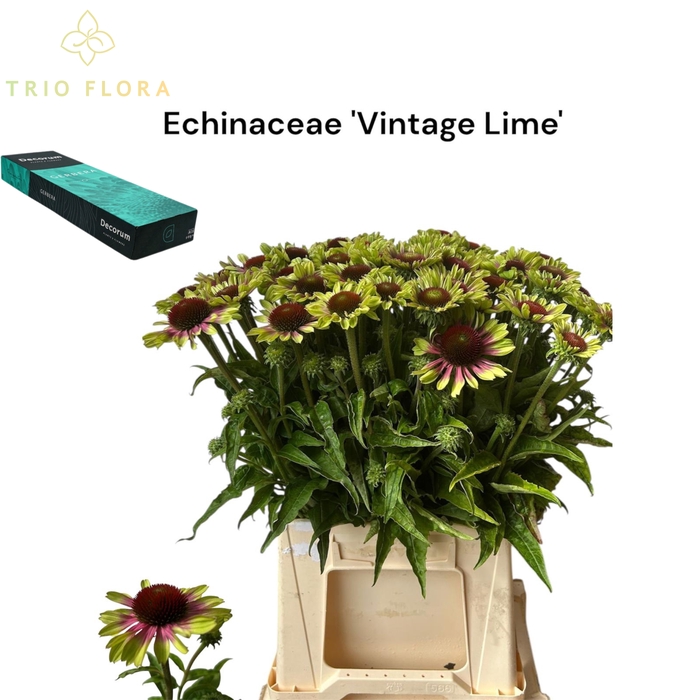 <h4>ECHINA OV VINTAGE LIME Small Box 30</h4>