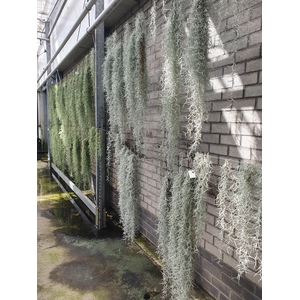 tillandsia usneoides ca 80 cm lang