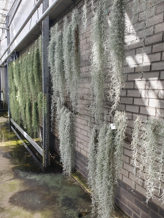 <h4>tillandsia usneoides</h4>