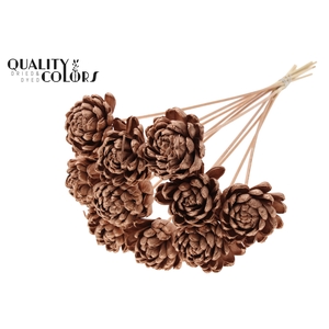 Shola New Beauty Rose Ø8cm on stem Copper