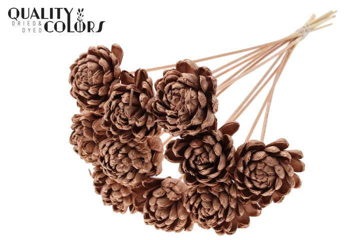 Shola New Beauty Rose Ø8cm on stem Copper
