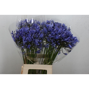 Agapanthus FU 'Blue Heaven'