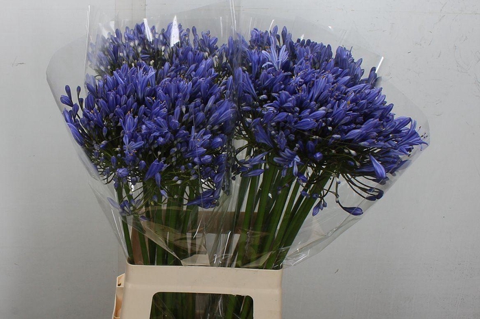 <h4>Agapanthus FU 'Blue Heaven'</h4>