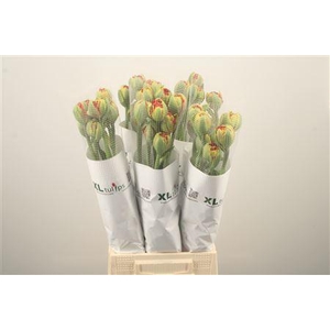 Tu Fr Fr Devils Dream