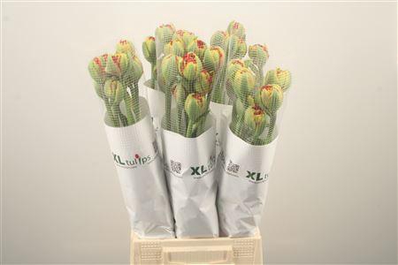 <h4>Tu Fr Fr Devils Dream</h4>