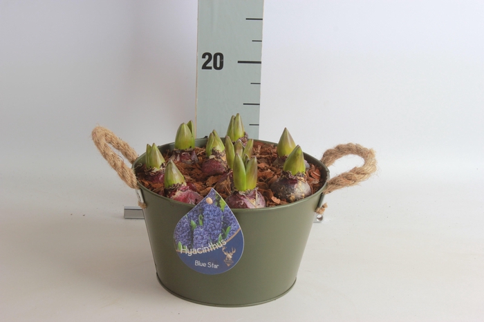 <h4>ARR HYACINTH</h4>